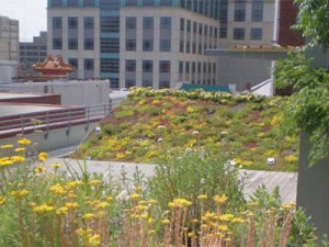 ASLA Green Roof  - Sustainable Building - Forrester Construction