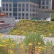 ASLA Green Roof Sustainable Building